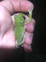 Osteopilus septentrionalis