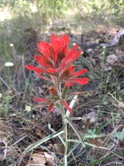 Castilleja lanata