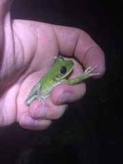 Osteopilus septentrionalis