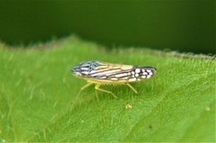 Graphocephala pulchra