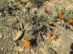 Gazania heterochaeta
