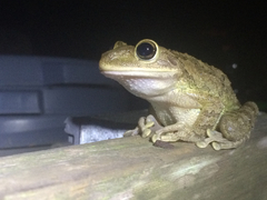 Osteopilus septentrionalis