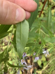 Symphyotrichum puniceum