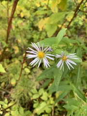 Symphyotrichum puniceum