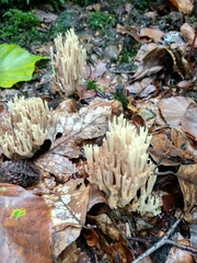 Ramaria stricta