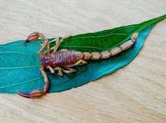 Thorellius intrepidus