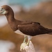 Brown Booby - Photo (c) world_lineage, some rights reserved (CC BY-NC), uploaded by world_lineage