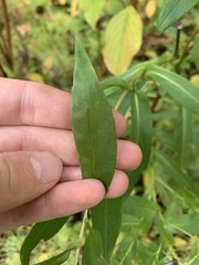 Symphyotrichum puniceum