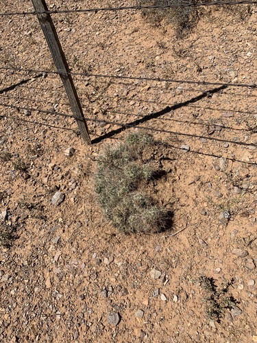 Coryphantha macromeris
