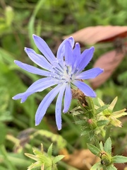 Cichorium intybus