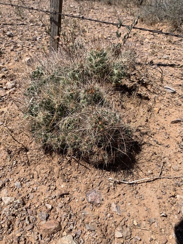 Coryphantha macromeris