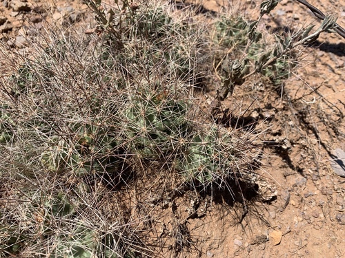 Coryphantha macromeris
