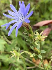 Cichorium intybus