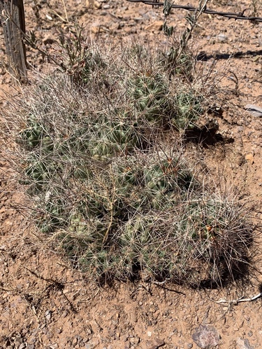 Coryphantha macromeris