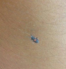 Insecta