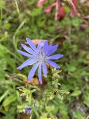 Cichorium intybus