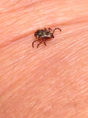 Dermacentor andersoni