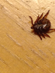 Dermacentor andersoni