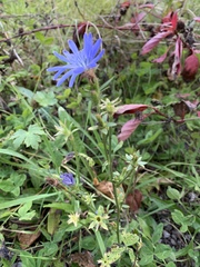 Cichorium intybus