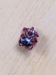 Dermacentor andersoni
