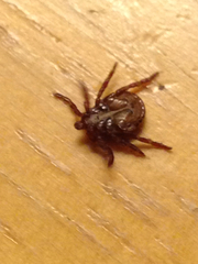 Dermacentor andersoni