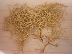 Usnea wasmuthii