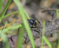 Anoplius