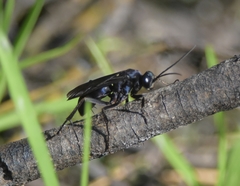 Anoplius