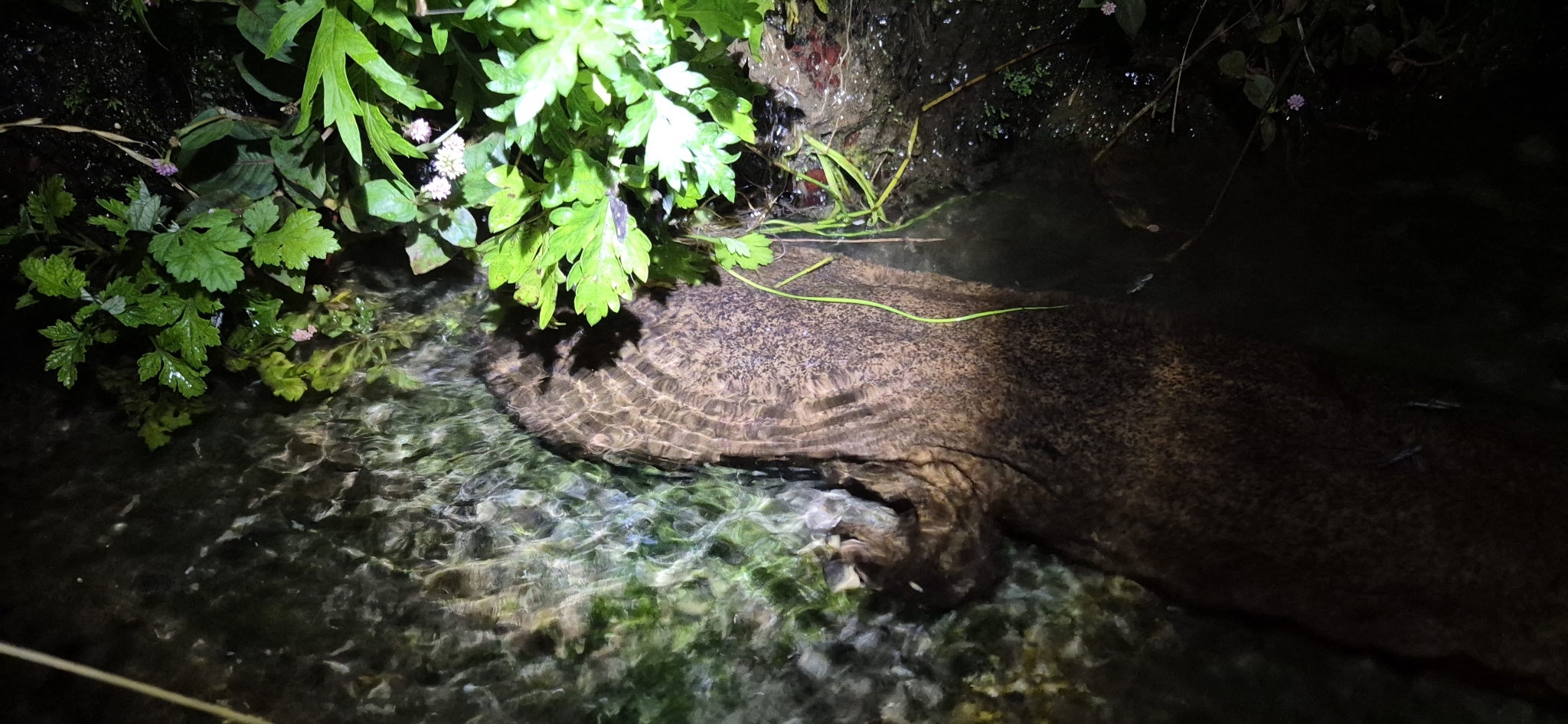 Andrias japonicus (Temminck, 1836)