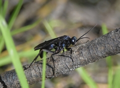 Anoplius
