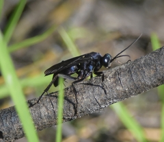 Anoplius