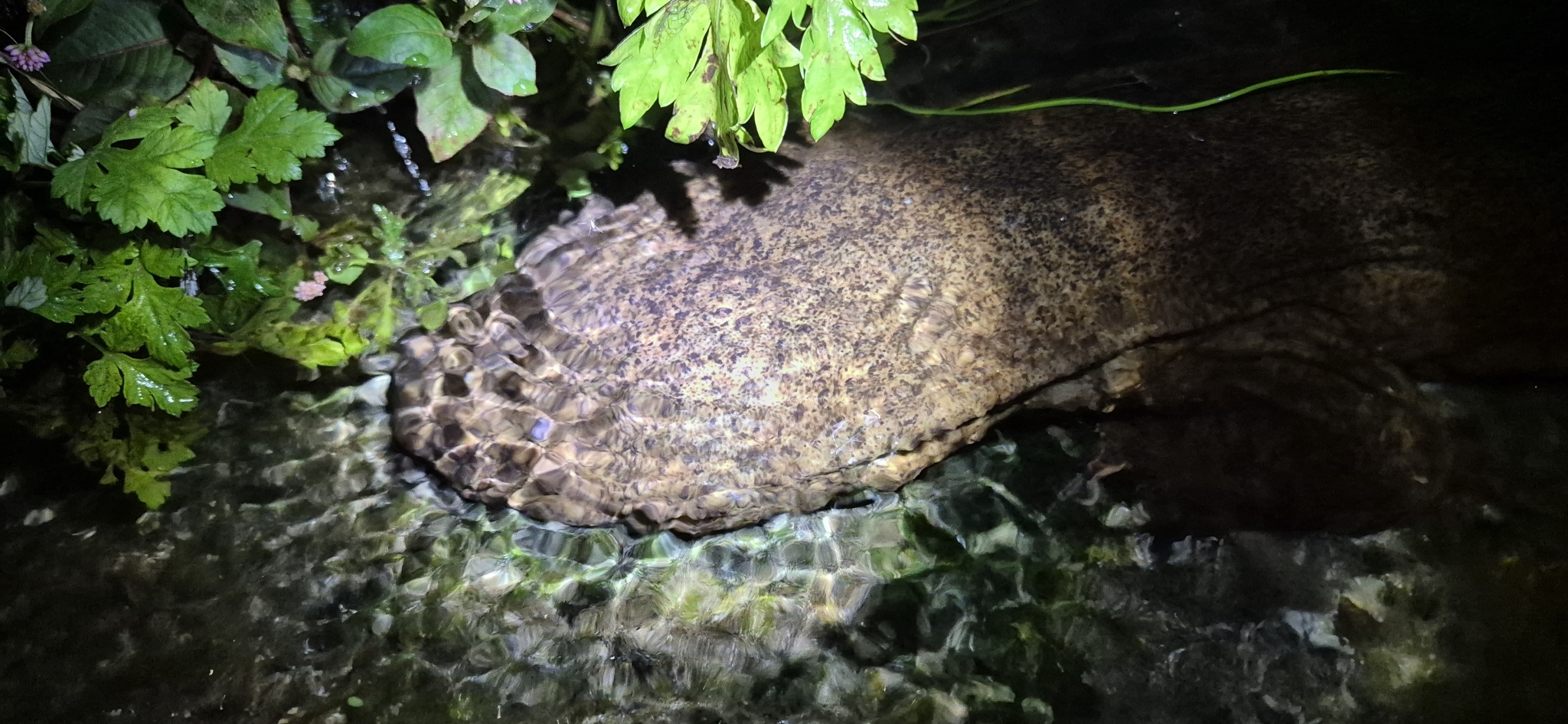 Andrias japonicus (Temminck, 1836)