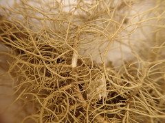 Usnea wasmuthii