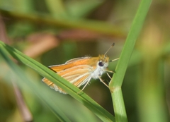 Copaeodes minima
