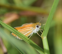 Copaeodes minima