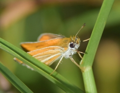 Copaeodes minima