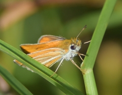 Copaeodes minima
