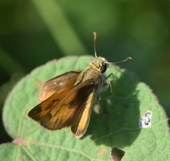 Polites vibex