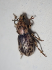 Psallidium aurigerum