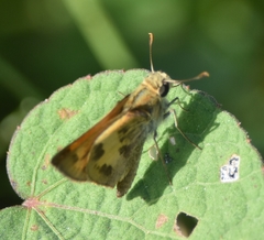 Polites vibex