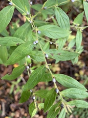 Lithospermum officinale