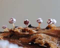 Physarum globuliferum