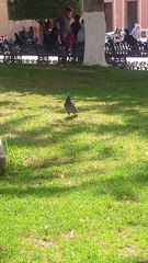 Columba livia