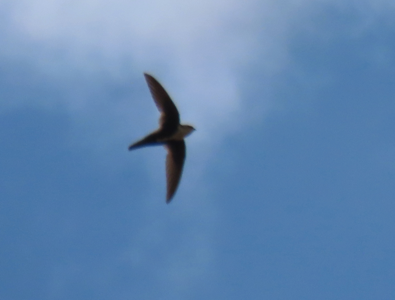 Aeronautes saxatalis (Woodhouse, 1853)