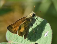 Polites vibex