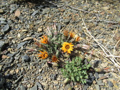 Gazania heterochaeta