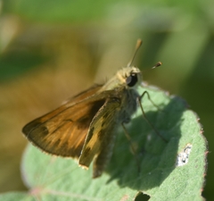 Polites vibex