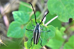 Sphaenothecus trilineatus