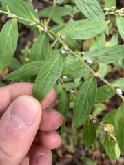 Lithospermum officinale