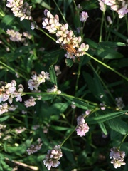 Conocephalus attenuatus